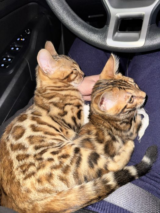 Бенгальские котята, бенгал мушук, кошки, коты, животные