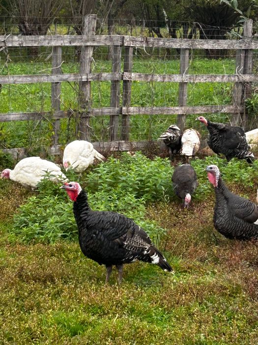 Vand curci si curcani