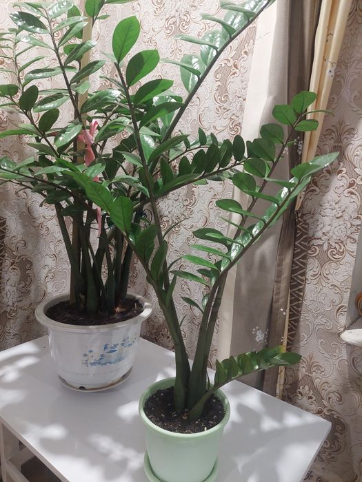 Продам долларовые деревья