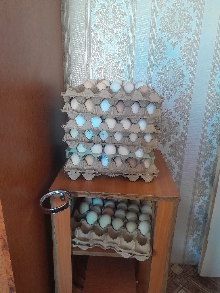Яйцо инкубационные домашных птиц