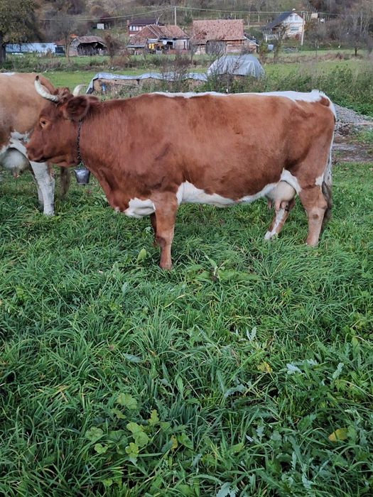 Vand vaca bună de lapte