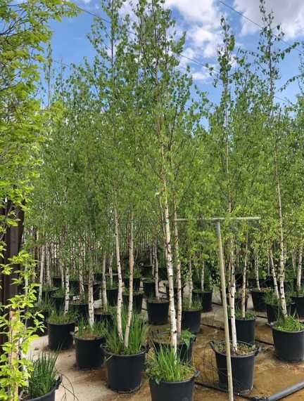 Arbori de Grădină Mari (3m+) | Carpen, Platan, Arțar