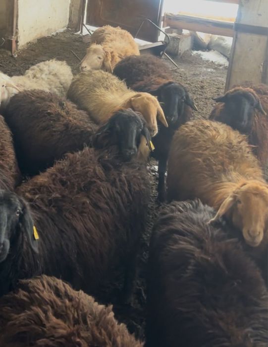 Тоқты продам ягнята