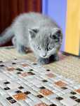 Baietel british shorthair