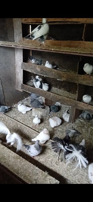 Vând/Schimb voiajori pe jucatori