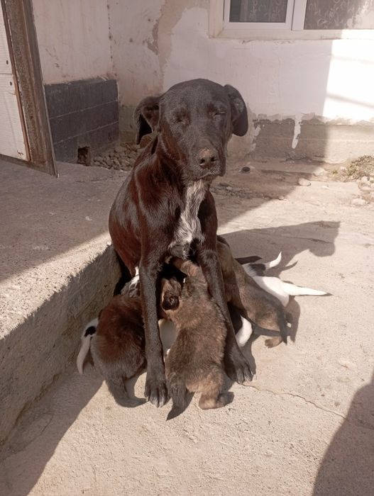 Адам в добрые руки щенят