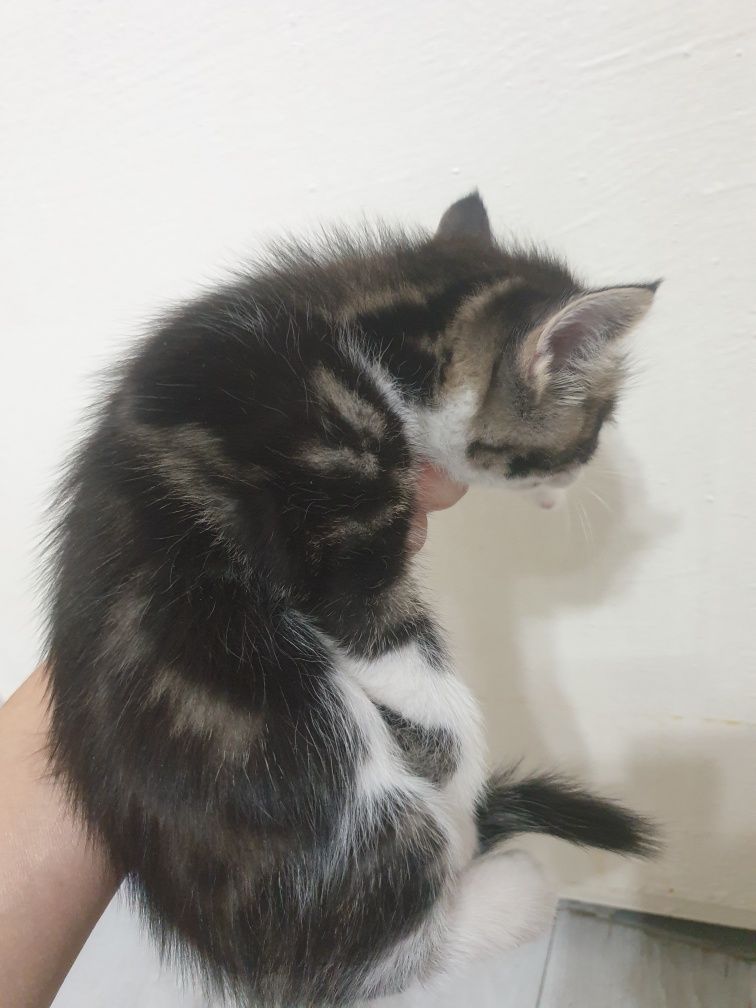 Котята в самые добрые руки