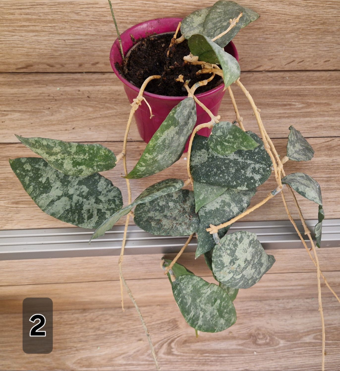Хоя /Hoya/ -caudata ,minibelle,bilobata