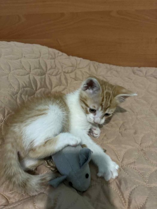 Подарявам мъжко коте
