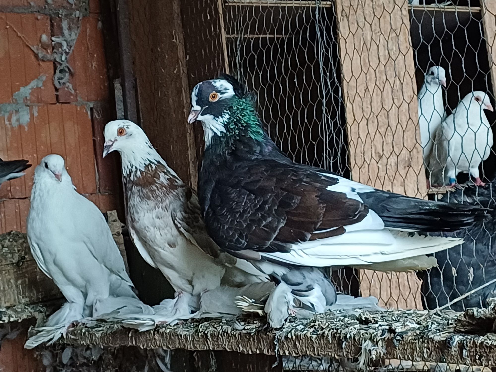 Porumbei    King
