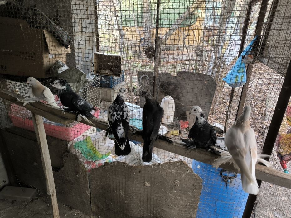 Молодые, Рябоголовые, Сочи