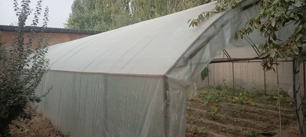 Tiplitsa sotiladi Andijon asaka
