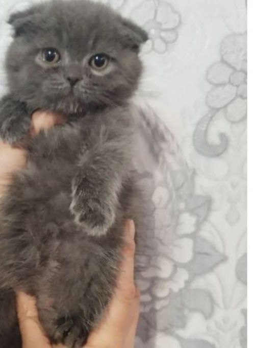 Scottish fold blue.