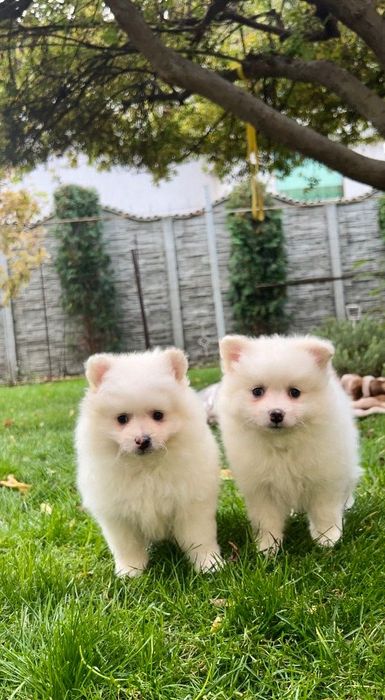 Померани момчета