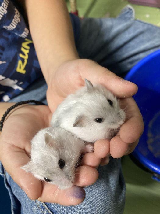 Hamsteri pitici de vanzare