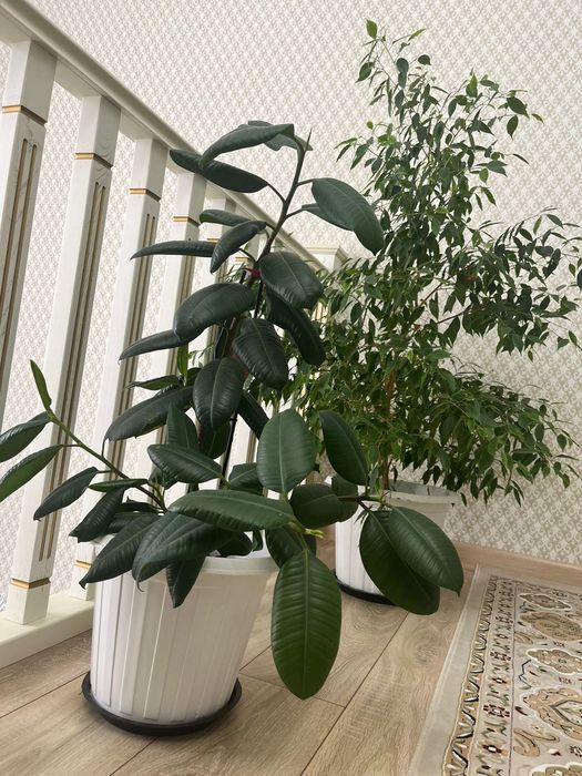 Комнатное растение