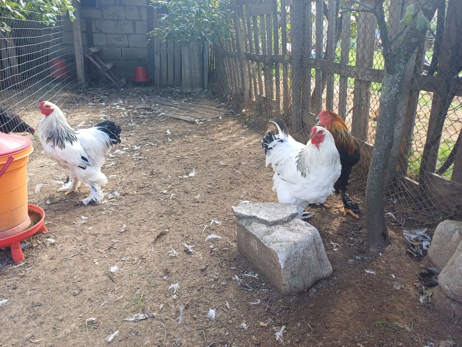 Cocosi Brahma HD si Potarnichiu