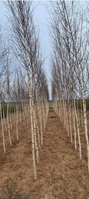 Mesteceni coaja alba cu balot 30ron