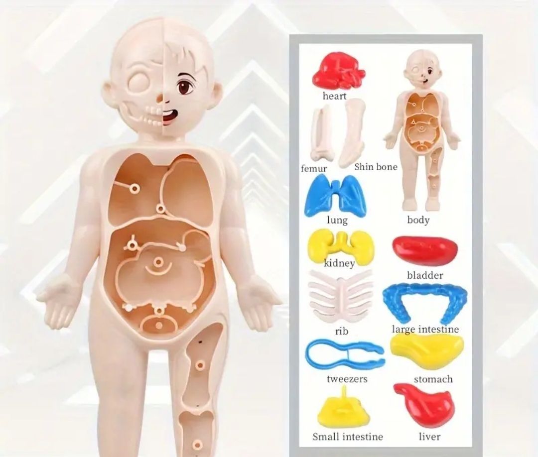 Модель человеческого организма макет тела