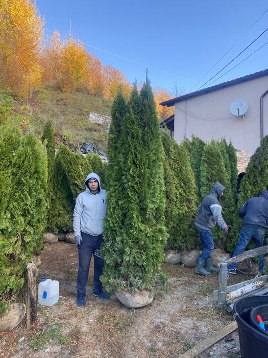 Oferta speciala Tuia smaragd 3m