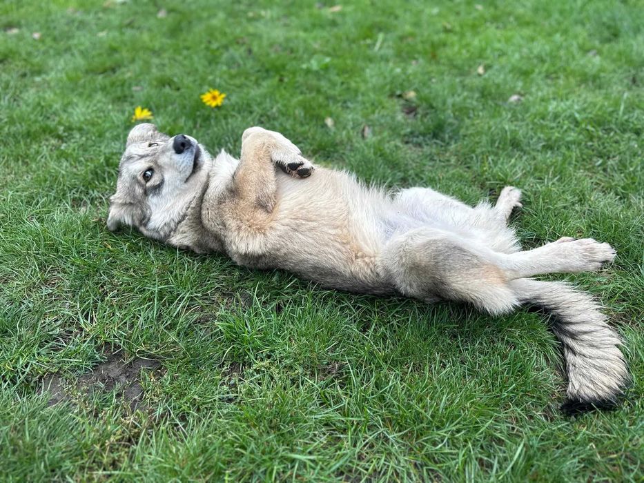 Adopție cățelușa tânără și mama ei