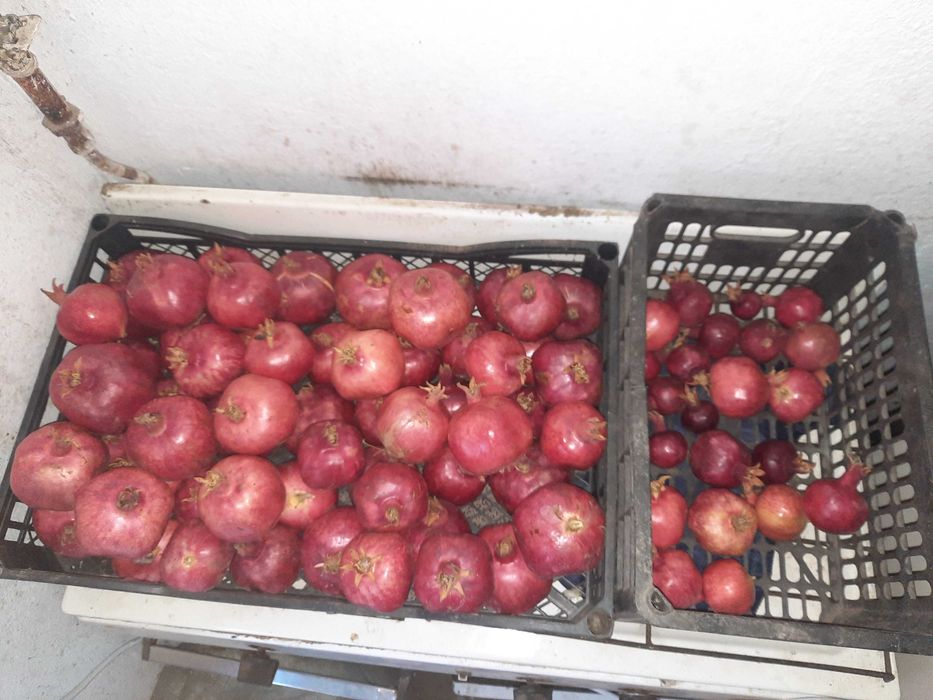 Домашний гранат (ягоды)