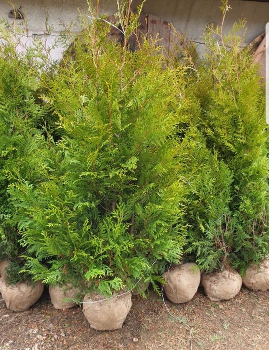 Tuia smaragd și leylandii uriaș la înălțimea de 1m-4m/ calitate extra