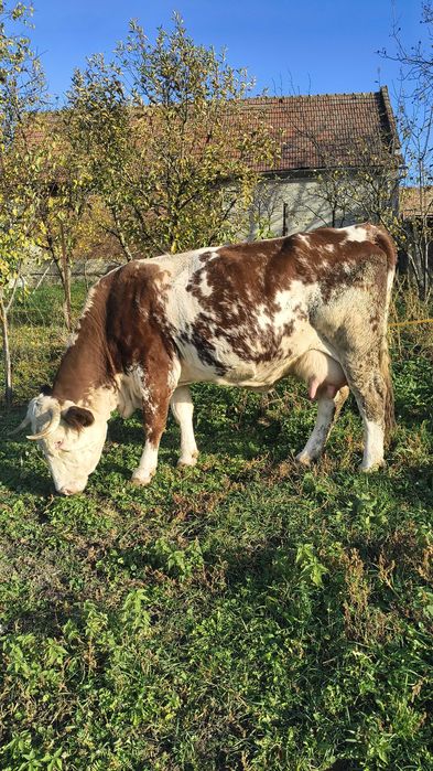 Vacă de vînzare!