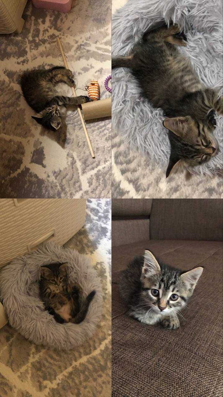 Котенок девочка 1,5 месяца