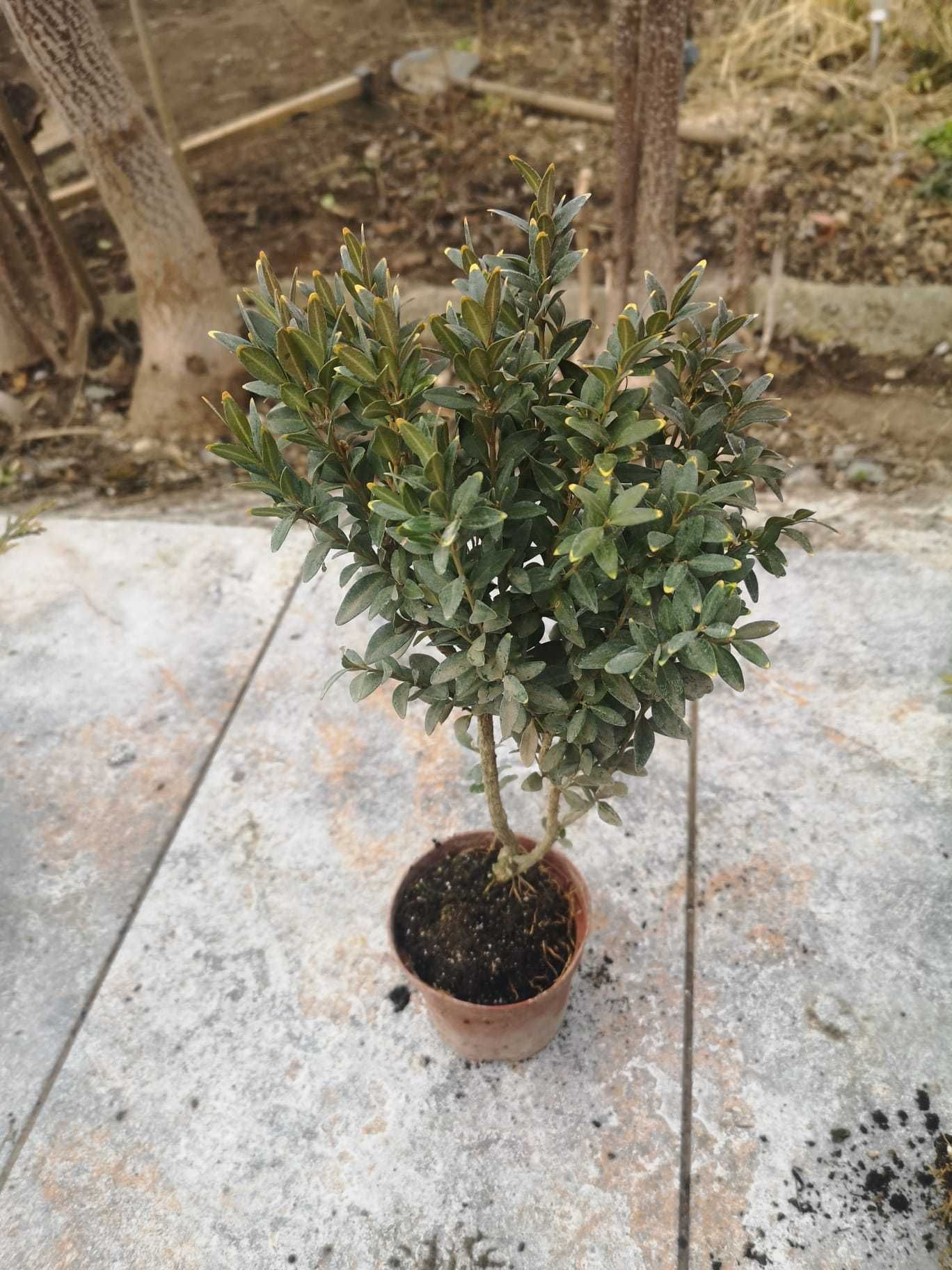 Videm Buxus la super pretul luni Iunie - 5 lei - Producator