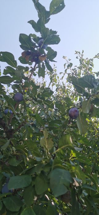 Prune netratate pentru țuică