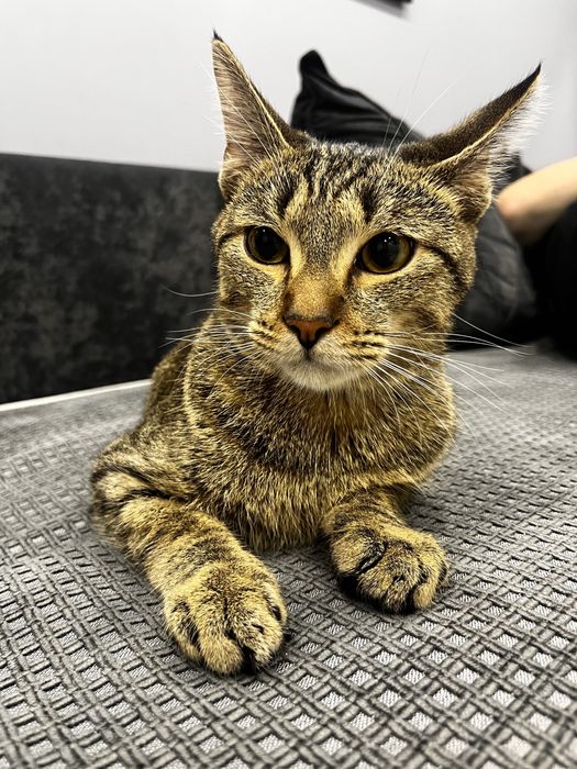 Отдам кота в добрые руки