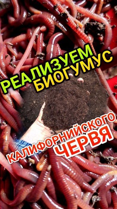 Калифорния құрт червь биогумус  Кызылорда
