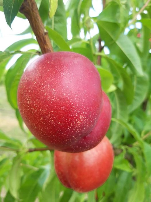 Pomi Fructiferi Glia Stramoseasca (Soiuri de Nectarin)