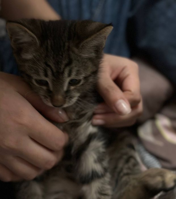 Отдам котенка в добрые руки