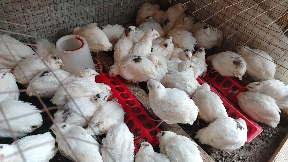 Перепела танюшкин гигант, манжур