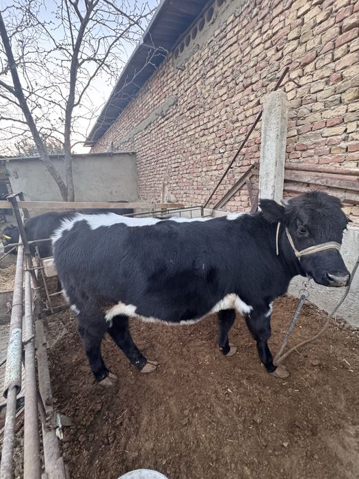 2ta tanalar sotiladi