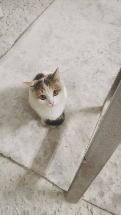 Отдам котят в очень добрые руки