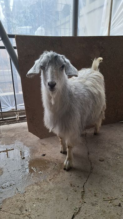 Эчки сотилади тандирга суйса булади  Echki sotiladi Козленок продаётся