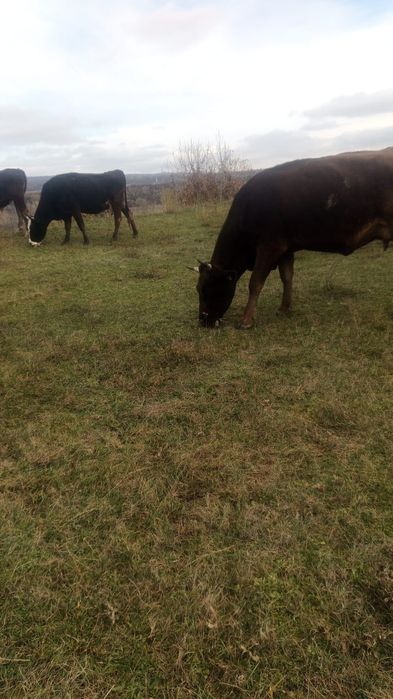 Vând vaci rasa bruna și metis
