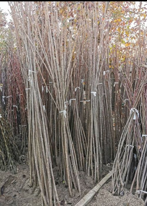 Pomi fructiferi certificati