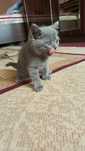 British Shorthair mushukcha
