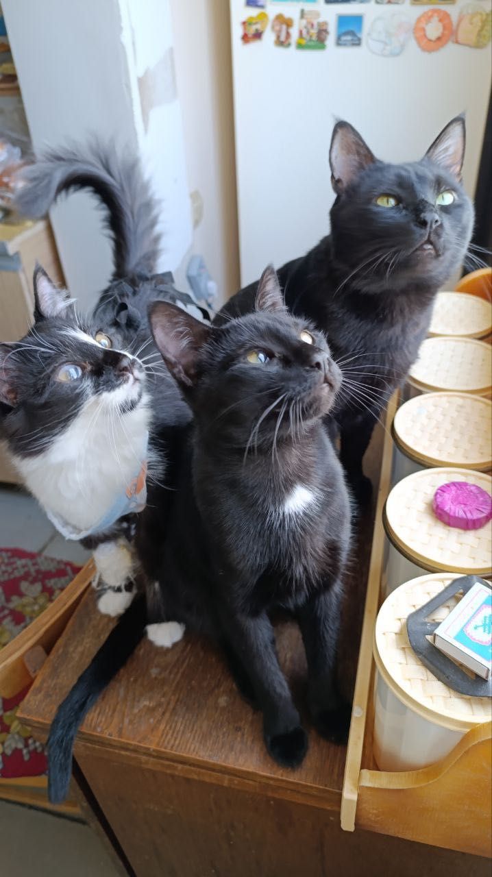 Кошки в добрые руки
