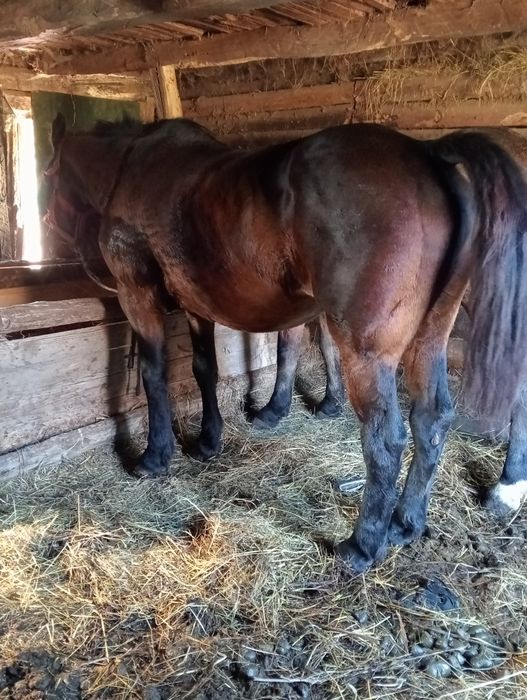 Vând iapa garantata de pădure de orice