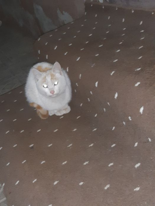 Бесплатний кошка