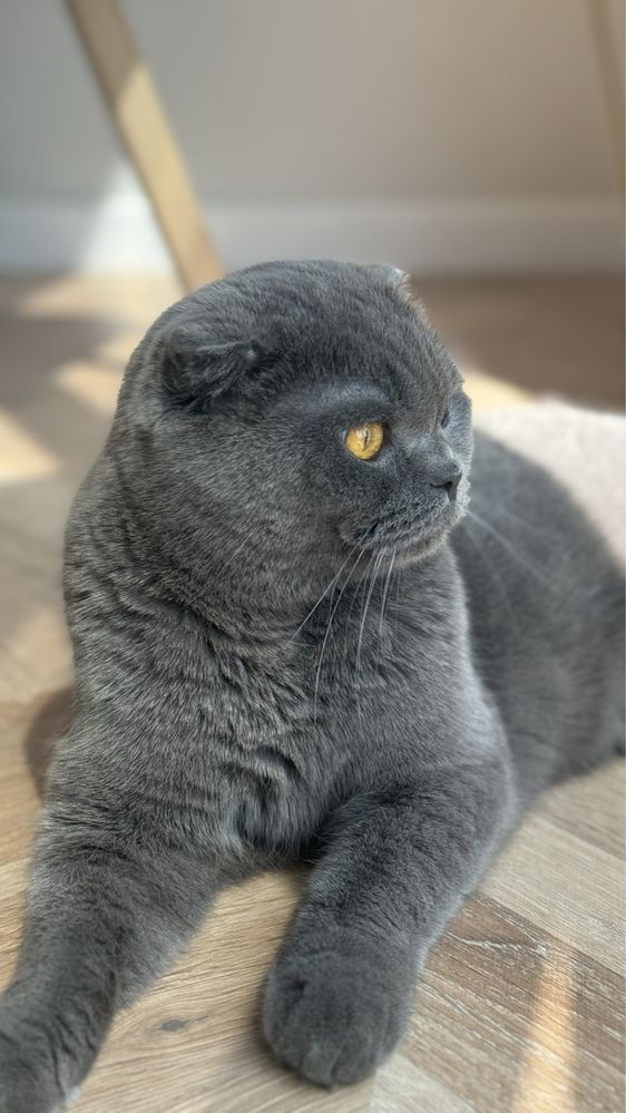 Отдам Шотланского вислоухого!