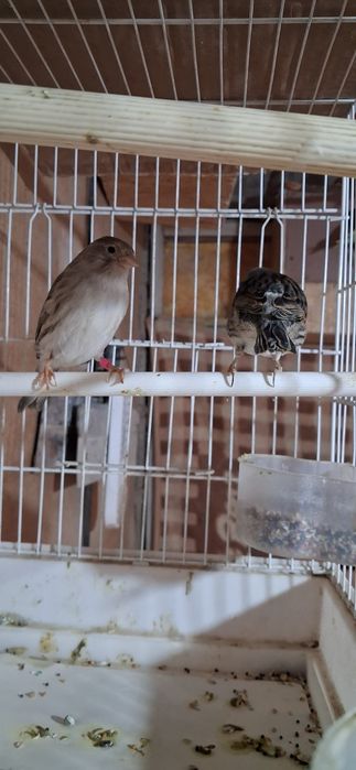 Взрослый канарейка пара сатылады.