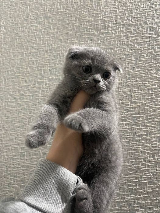 Sogʻlom mushuk sotiladi