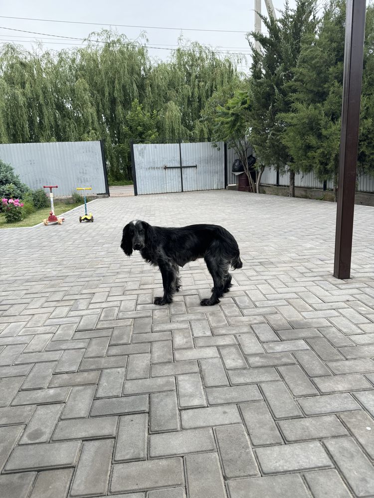 Отдам щенят бесплатно