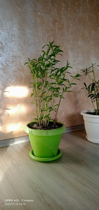 Олеандр  махровый .